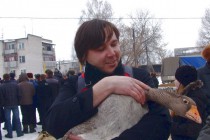Корреспондент РИА-Новости Сергей Астафьев уносит с поля-боя поверженного гуся