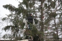 Рабочие ведут работы по установке елки