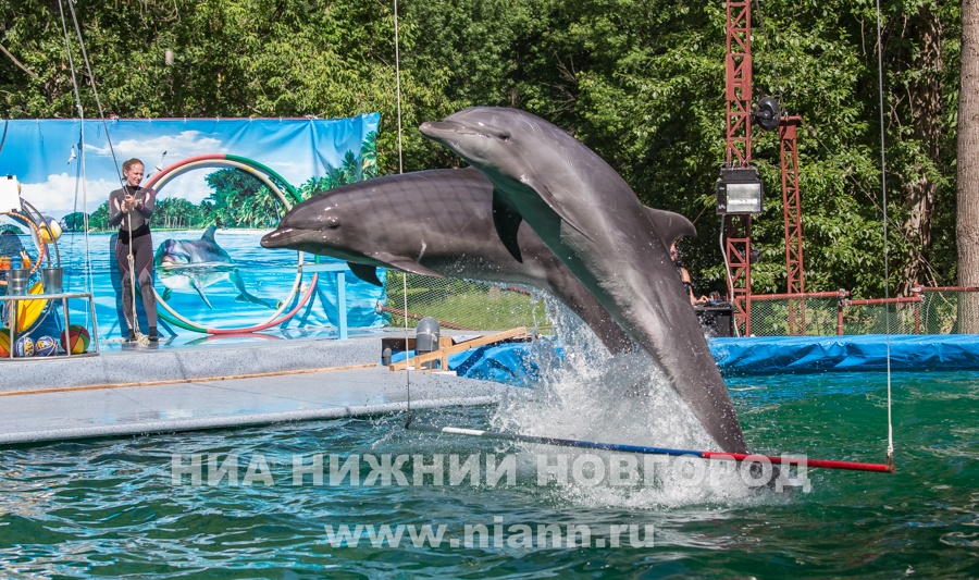 Нижегородские зоозащитники намерены добиться закрытия украинского гастролирующего дельфинария Немо в Нижнем Новгороде