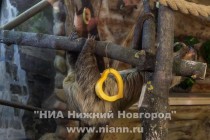 Самец двупалого ленивца появился в нижегородском зоопарке Лимпопо