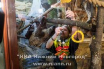 Ленивец прибыл в нижегородский зоопарк с гостинцем для невесты