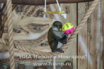 Мартышка – соседка ленивцев - демонстрирует свои любимые игрушки