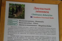 Самец двупалого ленивца появился в нижегородском зоопарке Лимпопо