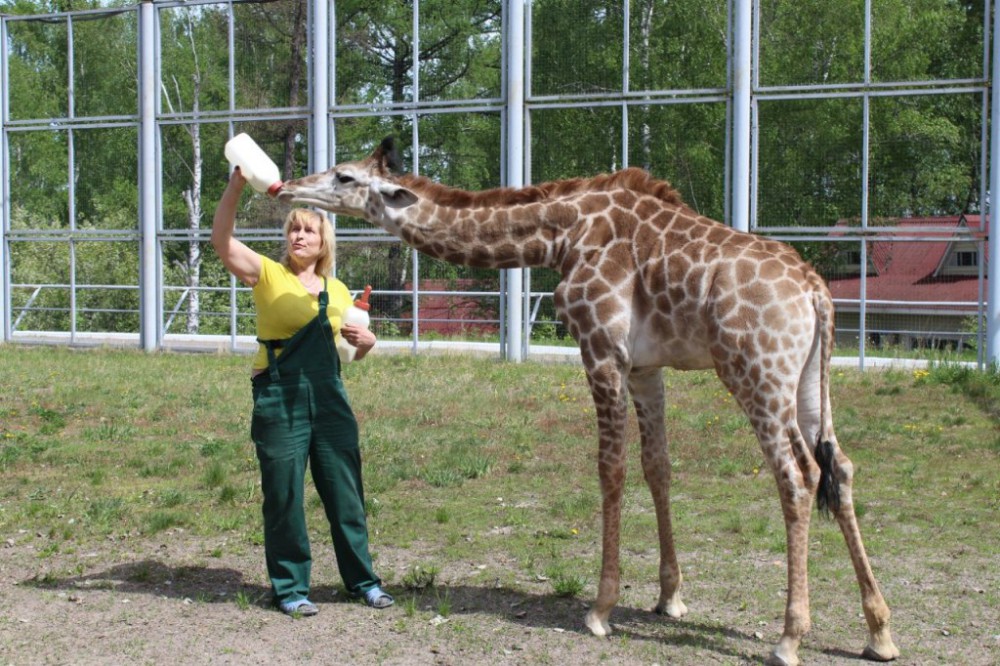 Нижегородский зоопарк Лимпопо планирует перевезти из Красноярска самку жирафа по кличке Радуга в начале осени 2015 года