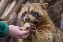Питомцев нижегородского зоопарка Лимпопо угостили блинами по случаю Масленицы