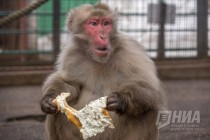Питомцев нижегородского зоопарка Лимпопо угостили блинами по случаю Масленицы