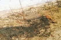 Сотрудники заповедника Керженский в Нижегородской области задержали поджигателя травы