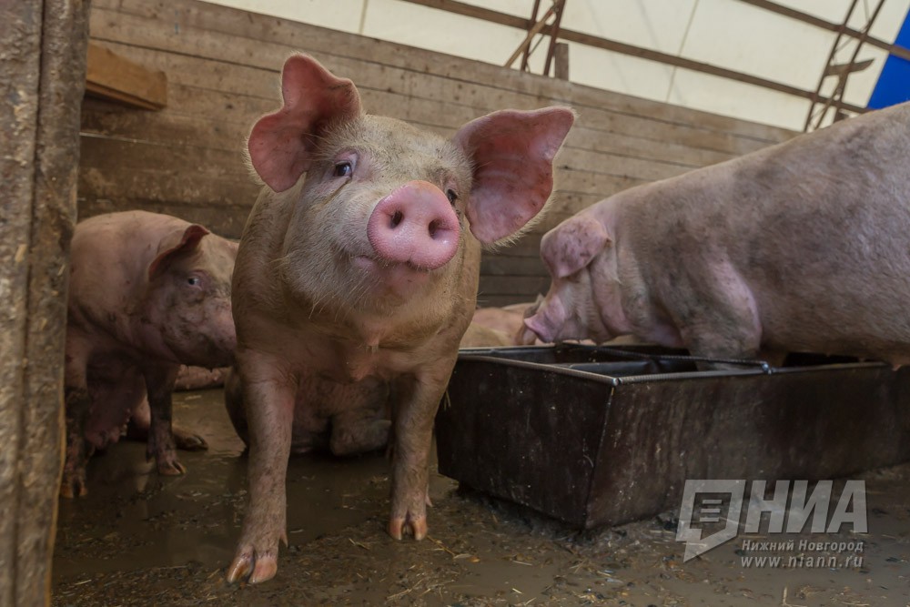 Все свиньи уничтожены в селе с выявленной вспышкой АЧС в Дивеевском районе Нижегородской области