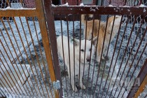 Новый приют для животных открылся в Нижнем Новгороде