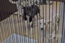 Новый приют для животных открылся в Нижнем Новгороде