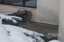 Снежный барс стал новым обитателем нижегородского зоопарка Лимпопо