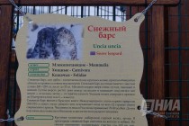 Снежный барс стал новым обитателем нижегородского зоопарка Лимпопо
