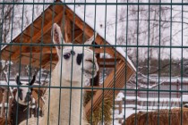 Ламы в нижегородском зоопарке Лимпопо
