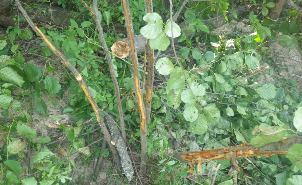 Поврежденное дерево в заповеднике Керженский