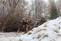 Вырубка деревьев на ул. Семашко в Нижнем Новгороде