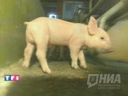 В лабораториях PPL Therapeutics клонированы пять поросят с генетическими изменениями