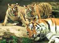 Южнокитайским тиграм прописана Виагра