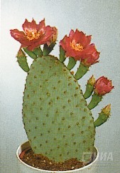 Дарвиновский музей показывает Кактусы-звезды