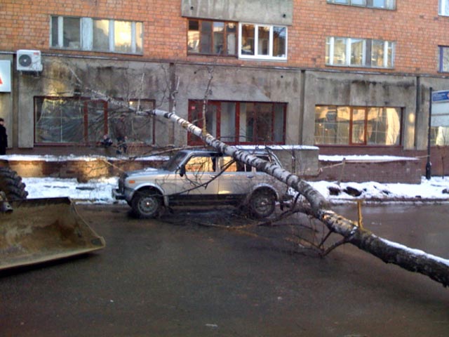 Упавшее дерево повредило автомобиль на улице Ошарской в Нижнем Новгороде (фото)
