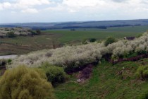 Издалека цветущие вишневые деревья напоминают снег