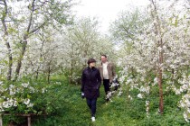 На праздник местные жители зовут гостей в свои вишневые сады