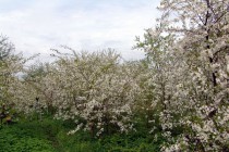 Каждый жителей села Большие Бакалды выращивает свыше 500 вишневых деревьев