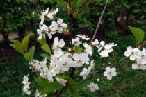 Праздник в с. Большие Бакалды - аналог японского праздника цветения сакуры