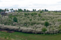 Праздник в с. Большие Бакалды - аналог японского праздника цветения сакуры