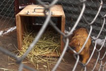 В итоге сурок обошел вольер и вернулся в нору