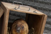 Из норы сурок вышел за едой