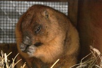 Орехи - любимое лакомство для сурка