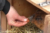 Работники зоопарка попытались выманить сурка из норы