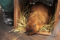 Выходить сурок не спешил