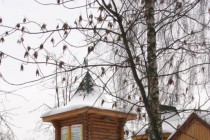 День сурка традиционно отмечают в зоопарке Лимпопо