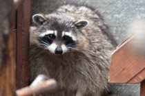 В семействе енотов-полоскунов произошло пополнение: две самки почти одновременно принесли потомство общей численностью в семь особей