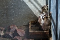 В семействе енотов-полоскунов произошло пополнение: две самки почти одновременно принесли потомство общей численностью в семь особей