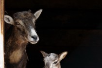 В  семействе европейских муфлонов, проживающих в зоопарке «Лимпопо», произошло долгожданное пополнение: на свет появился ягненок, мальчик.
