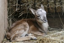 В  семействе европейских муфлонов, проживающих в зоопарке «Лимпопо», произошло долгожданное пополнение: на свет появился ягненок, мальчик.