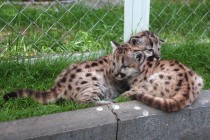 Подрощенных котят отдадут в другие зоопарки