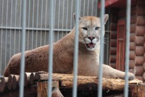 На время кормления котят самец пумы переведен в отдельный вольер