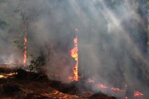 Низовой пожар