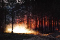 Низовой пожар в ночь на 14 июля (фото ГУ МЧС РФ по Нижегородской области)