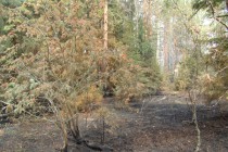 Пожарище