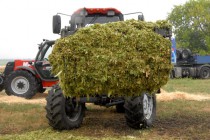 Заготовка кормов для скота