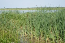 Густые заросли – излюбленные места браконьеров