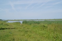 Густые заросли – излюбленные места браконьеров