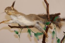 Комнату охотоведов украшает чучело белки