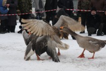 Во время боя самки поддерживают своих самцов