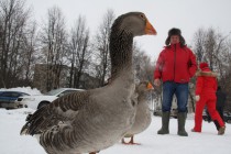 Бойцовый гусь демонстрирует своему хозяину готовность к бою