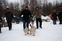 Заводчики ведут гусей на бой